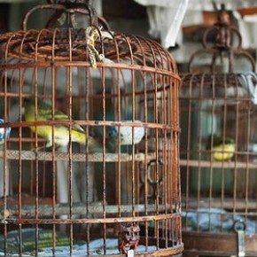 birds-cages-2-620-290x290-9451403