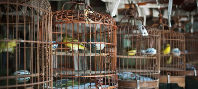 birds-cages-2-620-8495308