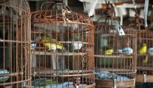 birds-cages-2-620-305x175-9262585